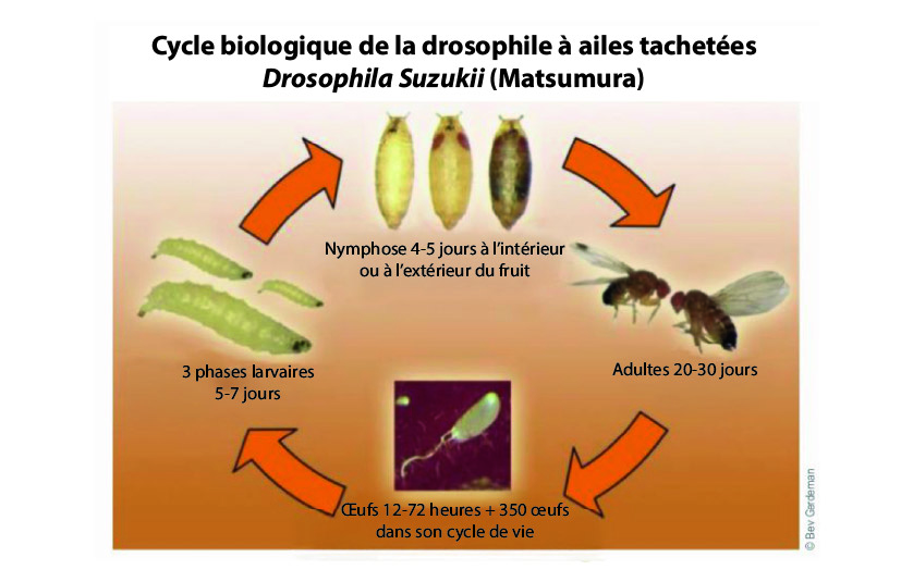 Ciclo biologico Drosophila suzukii